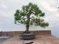 STONE PINE MAR 2022 1.jpg