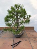 STONE PINE MAR 2022 2.jpg