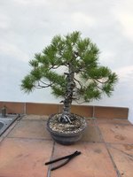 STONE PINE MAR 2022 4.jpg