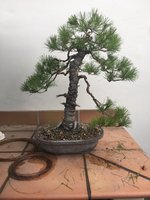 STONE PINE MAR 2022 6.jpg