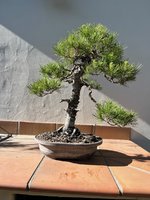 STONE PINE JUN 2023 1.jpg