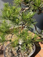 STONE PINE JUN 2023 2.jpg