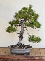 STONE PINE JUN 2023 6.jpg