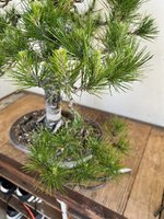 STONE PINE JUN 2023 10.jpg