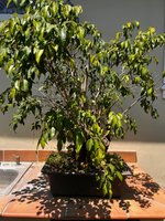 FICUS BENJAMINA MAY 2024 1.jpg