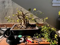 FICUS BENJAMINA MAY 2024 2.jpg