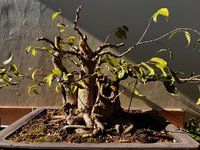 FICUS BENJAMINA MAY 2024 4.jpg