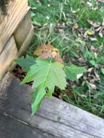 IMG_2339.jpeg