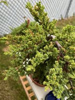 Juniper Tips 1.jpg