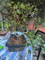 IMG_3677.jpeg