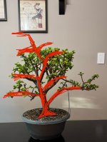 IMG_3719.jpg