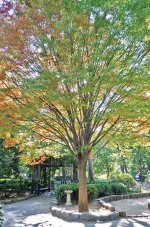 Japanese-zelkova_2020-11-11-203028.jpg