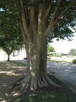 Zelkova carpinifolia2.JPG