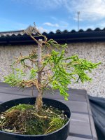 IMG_2790.jpeg