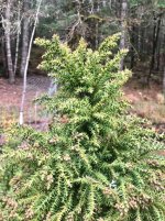 cryptomeria-4.jpg