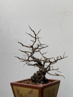 V_Chinese Elm (Small)_25'01_Potential Front.jpg