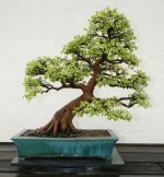 penjing chinese elm.jpg