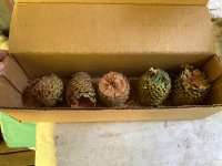 IMG_8717.jpeg