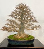 cooper Trident Maple displayed by Mark Cooper from England.jpg