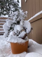 IMG_4321.jpeg