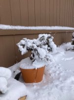 IMG_4319.jpeg