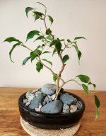Ficus Benjamina Bonsai Sm-2_20230919.jpg