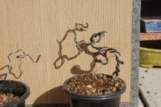 DSC_0091.JPG