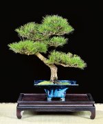 PINE:BLUE CONTAINER.JPG