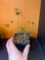 IMG_1991.jpeg
