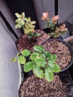 Canyon Oak new leaf difference.jpg