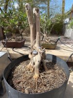 IMG_0121.jpeg