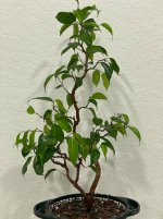 IMG_3086.jpeg