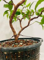 IMG_3090.jpeg