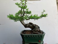 Chinese Elm (Twisted)_25'05_1F.jpg