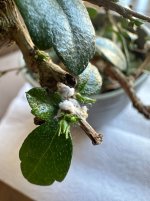 IMG_0318.jpeg