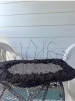 IMG_6868.jpeg