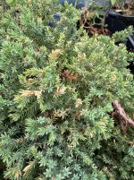 IMG_7748.jpeg
