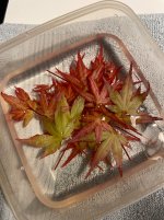 IMG_7034.jpeg