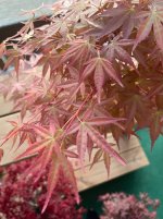 IMG_7172.jpeg