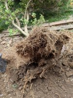 Boxwood_4.jpg