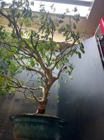 IMG_9037.jpeg