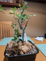 PXL_20250426_032018903~4.jpg