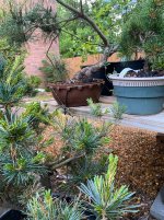 IMG_9731.jpeg