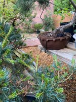 IMG_9732.jpeg