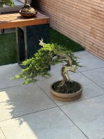 IMG_3290.jpeg