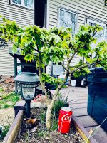 IMG_1197.jpeg