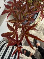 IMG_5877.jpeg