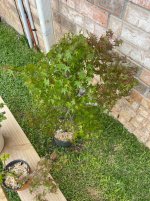 IMG_7762.jpeg