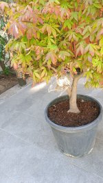 acer3.jpg