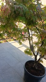 acer1.jpg